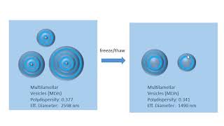 Making Large Unilamellar Vesicles  LUV [upl. by Koehler310]