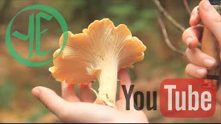 Chanterelle Chanterelle Chanterelle and Other Mushrooms [upl. by Ahsyla233]