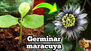 🌺 Como Germinar semillas de maracuya  Sembrar passiflora Edulis • Pasionaria • Fruta de la pasión [upl. by Alac]