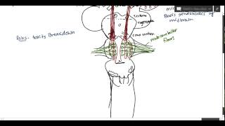 Neuroanatomy  Corticospinal Tract USMLE [upl. by Kimmel]