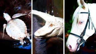 23 Albino Animals That Have Rarely Ever Been Seen [upl. by Jarnagin]