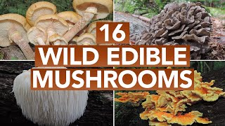 16 Wild Edible Mushrooms You Can Forage This Autumn [upl. by Lipsey68]