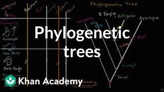 Understanding and building phylogenetic trees  High school biology  Khan Academy [upl. by Gerome]