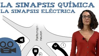 La sinapsis química y sinapsis eléctrica [upl. by Barboza]