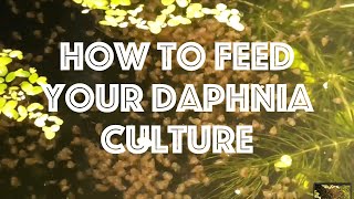 How To Feed Your Daphnia Culture [upl. by Yanad221]