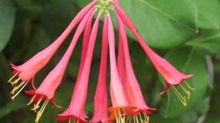 Plant portrait  Coral honeysuckle Lonicera sempervirens [upl. by Hcahsem]