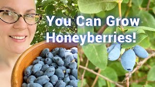 Start Berry Season a Whole MONTH Earlier All About Honeyberries [upl. by Ecnerrot]