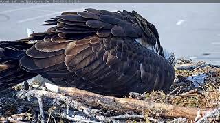 Iris Reveals First Egg of 2020  Hellgate Ospreys Nest Cam  Cornell Lab  University of Montana [upl. by Salokkin323]