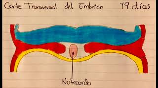 Formación de la Notocorda  Embriologia [upl. by Saul22]