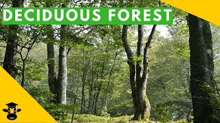 The temperate deciduous forest biome [upl. by Snook]