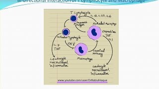 Chronic Inflammation HD [upl. by Tomkins3]