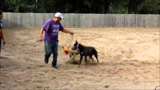 Training Greyhounds to Race [upl. by Neira293]