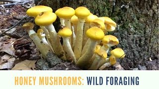 Honey Mushroom Hunting Identification and Look Alike [upl. by Ladd532]