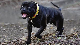 Most Amazing Facts about Pitbulls [upl. by Pascha]