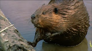 How Do Beavers Build Dams  Nature on PBS [upl. by Lenz]