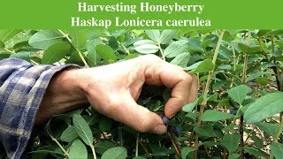 Harvesting Honeyberry Haskap Lonicera caerulea [upl. by Bevin]