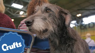 The Deerhound  Crufts Breed Information [upl. by Sineray632]