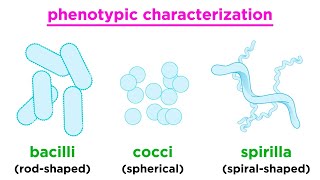 Taxonomy of Bacteria Identification and Classification [upl. by Shakti]