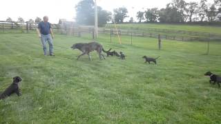 Scottish Deerhound puppies [upl. by Nallek]