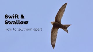 BTO Garden BirdWatch  Telling apart Swift Swallow and House Martin [upl. by Nylak]