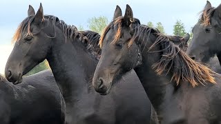 A few days amoung the Friesian Horses [upl. by Mariette]