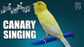 Bird Sounds  Canary Singing  Melodies Canary Bird Song  Training Video  Faisal Javed TV [upl. by Herzig]