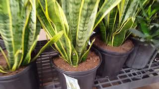 10 tips for taking care of a Snake Plant  Donna Joshi [upl. by Liva]