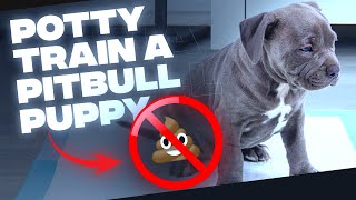 How To Potty Train A Pit Bull PuppySimple TIPS [upl. by Ymarej]