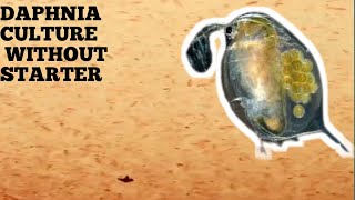 HOW TO CULTURE DAPHNIA NATURALLY WITHOUT A STARTER [upl. by Rissa57]