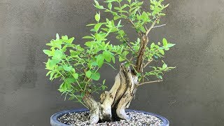 Honeysuckle Bonsai  Update from 2018 [upl. by Theadora]