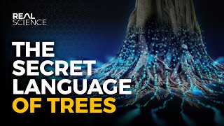 The Secret Language of Trees [upl. by Eolcin]