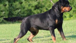 Rottweiler  Rottie  Dog breeds info facts dog training [upl. by Guttery127]