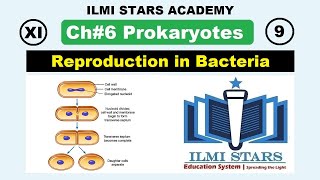 Reproduction in Bacteria Class 11 Biology Chapter 6 Prokaryotes [upl. by Eema680]