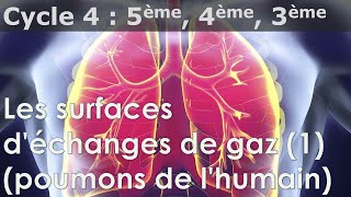 SVT  Cycle 4  Poumons surfaces déchanges de gaz [upl. by Wolfort21]