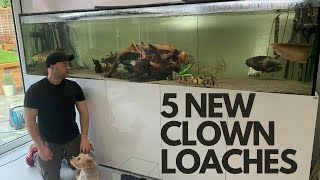 5 HUGE CLOWN LOACHES go into the 2000L MONSTER AQUARIUM [upl. by Adaline203]