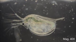 Daphnia magna under the Microscope [upl. by Mirak]