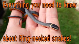 Everything you need to know about Ringnecked snakes Diadophis punctuatus [upl. by Stenger392]