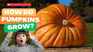 A Pumpkin 🎃 Grows  STEM for Kids [upl. by Yralam201]