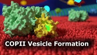 COPII Vesicle Formation [upl. by Venezia]