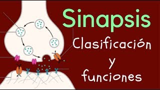 SINAPSIS Clasificación y funciones [upl. by Brader511]