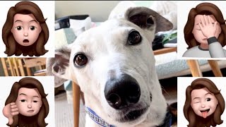 The Truth About Greyhound Adoption 10 things they dont tell you [upl. by Gnilhsa]