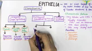 EPITHELIUM  Classification  Basic Histology [upl. by Nagey548]