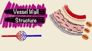 Structure of Blood Vessels  Layers of the Vessel Wall  Blood Vessel Histology [upl. by Quartet193]