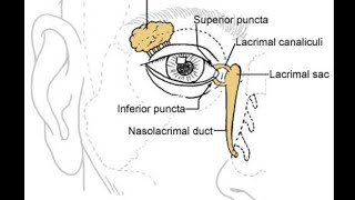 Orbital anatomy tutorial [upl. by Adnamma]