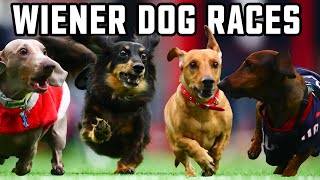 Annual Houston Texans Wiener Dog Races [upl. by Gney]