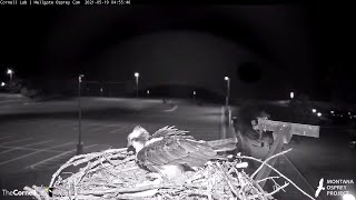 Iris Lays Egg 3 In Hellgate Osprey Nest – May 19 2021 [upl. by Keily]