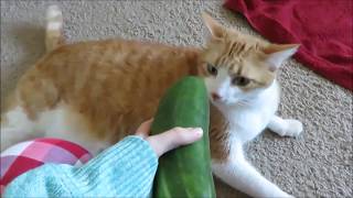 Cats VS Cucumbers 30 minutes [upl. by Esyli]