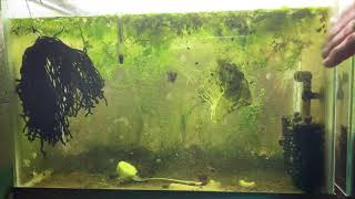 Scuds Daphnia Cherry Shrimp Copepods My aquatic food culture [upl. by Yendirb]