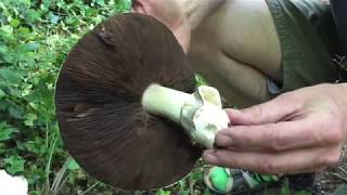 Identifying the Horse Mushroom Agaricus arvensis [upl. by Lotus110]