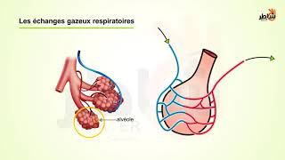 L’echange de gaz respiratoire [upl. by Nairdna]